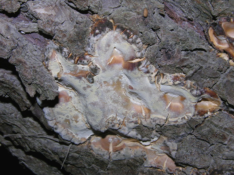 Da determinare  (Bjerkandera fumosa)